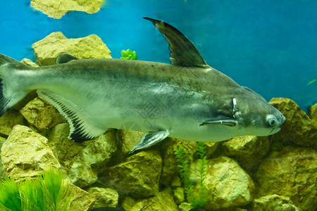 热带鱼类Pangasius背景图片