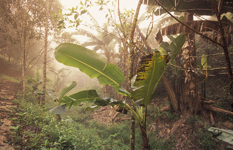 中美洲洪都拉斯Copan市山丘上热带森林高清图片