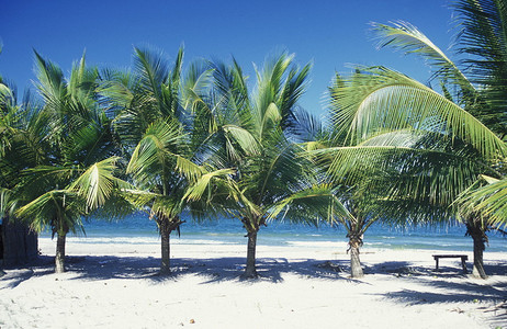 特拉维苏拉圣佩德罗苏拉附近的Tela海滩在中美洲洪都拉斯海滨的Cari背景