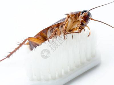 蟑螂粘在白牙刷的顶端蟑螂是图片