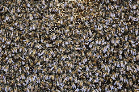蜂窝中蜜蜂的特写镜头图片
