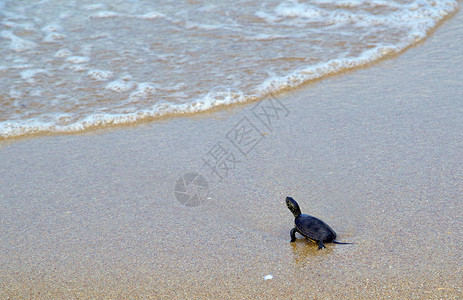 一只从海浪中抛出的小海龟背景图片