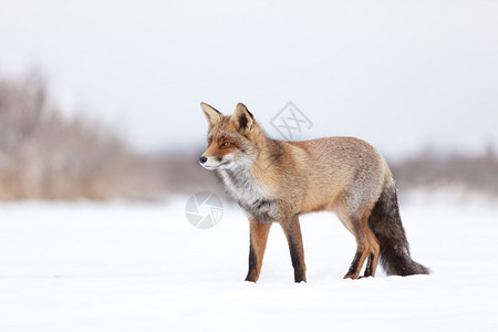 雪地环境中的狐狸图片