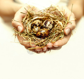 人类的手握着并照顾好用鸡蛋筑巢有背景图片