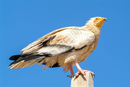 埃及在也门索科特拉岛的埃及秃鹫Neopronpercnoprop图片
