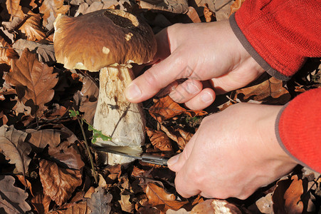 在枯叶中采摘牛肝菌蘑菇的手特写镜头图片