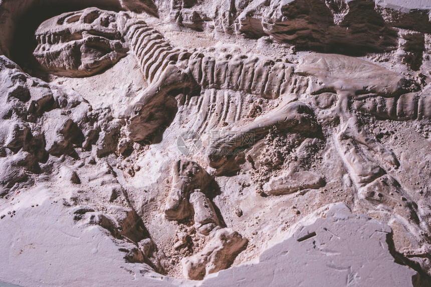 地面石头中的霸王龙模拟器化石图片