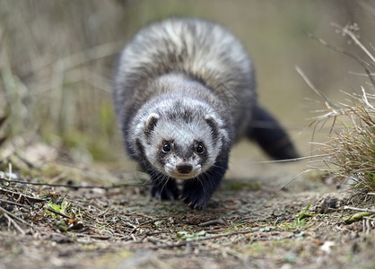 StoatMustelaerminea站立在猎图片