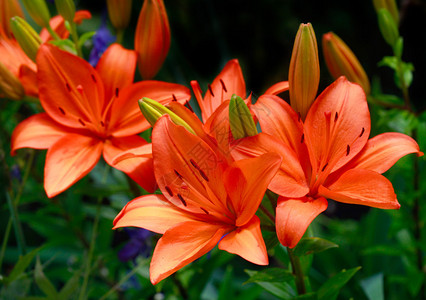 百合花夏季阳光背景图片