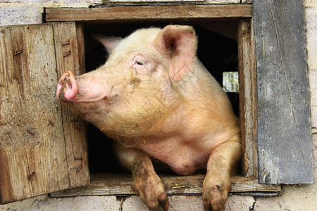 猪从农场棚子的窗户向外看图片