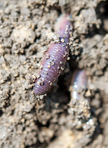 土壤中的蚯蚓Eiseniaf图片