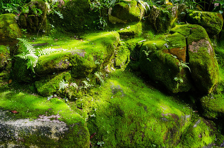 苔藓覆盖的石头图片