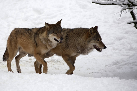 野狼在冬天图片
