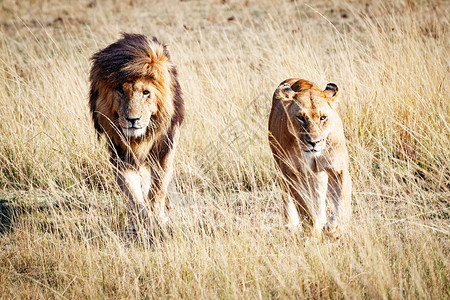 在非洲肯尼亚草原上行走的狮子和ScarfaceSca图片