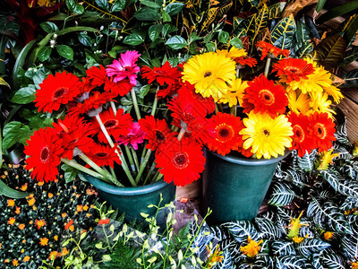 花盆里的五颜六色的切花被室内植物包围图片