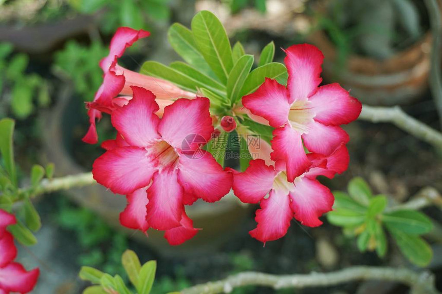 自然花园中的粉红色Adeniumobesum花图片