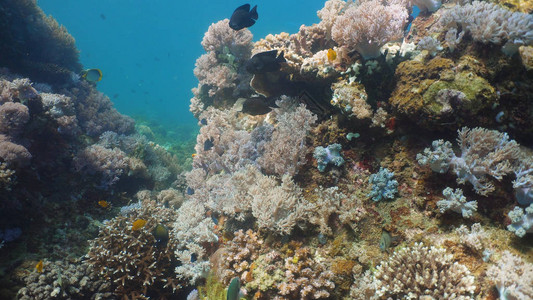 潜水时珊瑚礁上的热带鱼图片