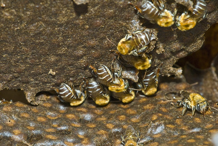 蜂巢中的蜜蜂微距拍摄图片