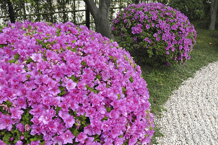 日本石质花园中的粉花azalea灌丛图片