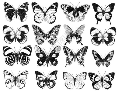 各种蝴蝶的手绘图图片