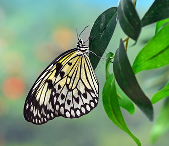 世界上最美丽的蝴蝶图片