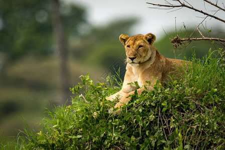 母狮看起来躺在草地上图片