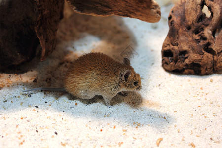 金棘鼠或Acomysrussatus背景图片
