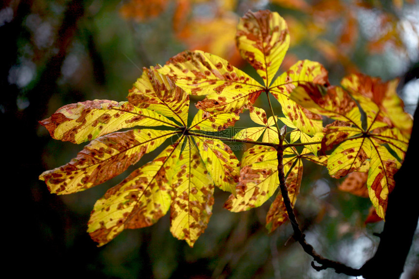 秋天的栗树图片