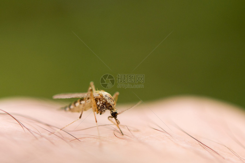 蚊子是疟疾感染的危险工具图片