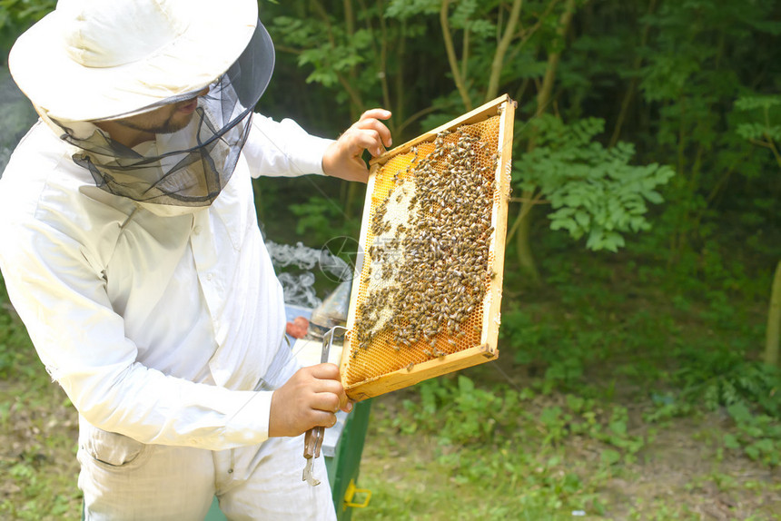 养蜂人控制蜂场和蜜蜂图片