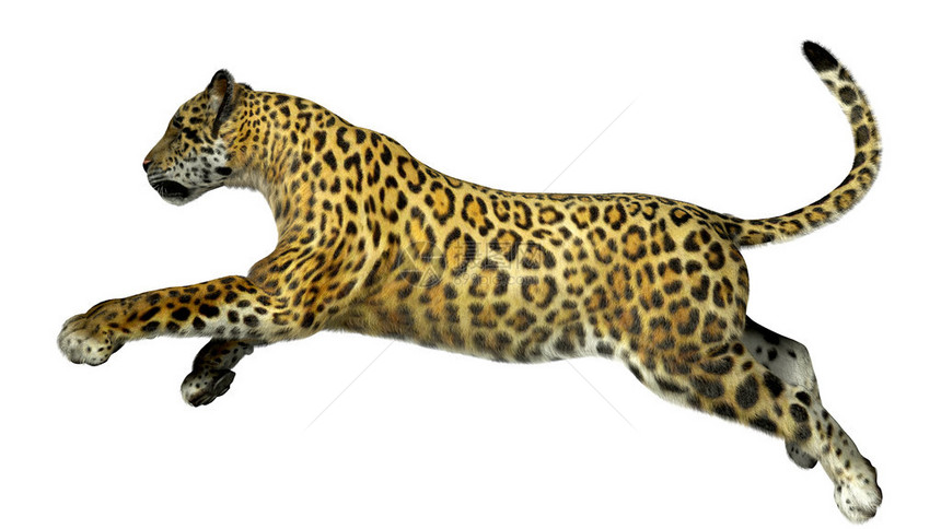 白色背景3D插图上的豹子形象图片