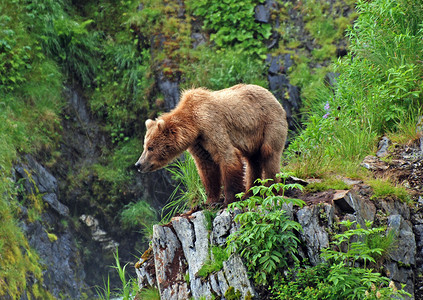 这幅灰熊照片是在阿拉斯加科迪亚克岛Fraser高清图片