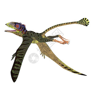 Petinosaurus是一只食肉飞天龙图片