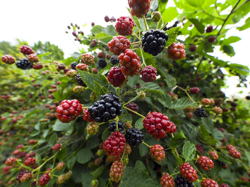 雨天在田野的天然长凳上成熟黑莓图片