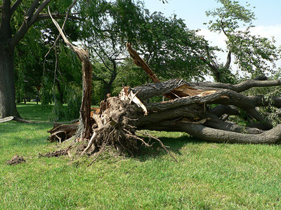 暴风雨后倒下的树图片