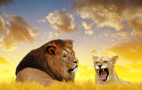 日落时狮子和狮子图片