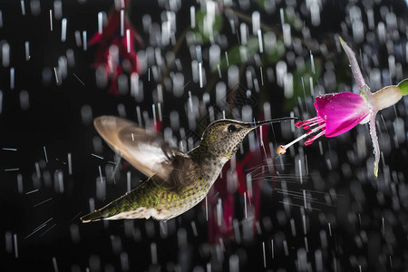 这是一只蜂鸟在雨中徘徊的照片翅膀上喷着一图片