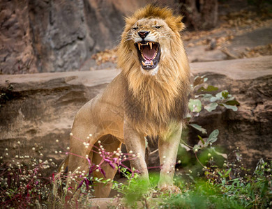 雄狮咆哮站在动物园的自然之上图片