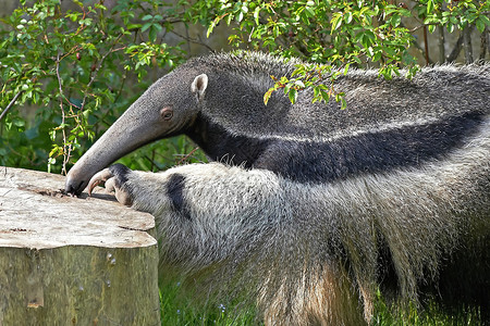 巨型Anteater在栖图片
