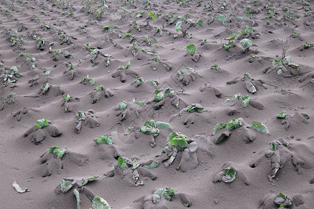 布罗莫火山喷发的火山灰覆盖了整个村庄农场和农业印度尼西背景图片
