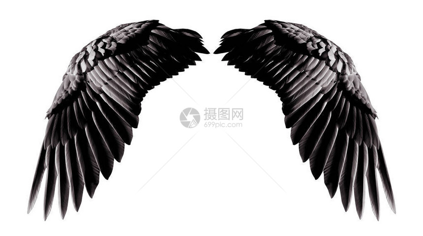 天使翅膀自然黑翼羽毛白色背景与白隔绝图片