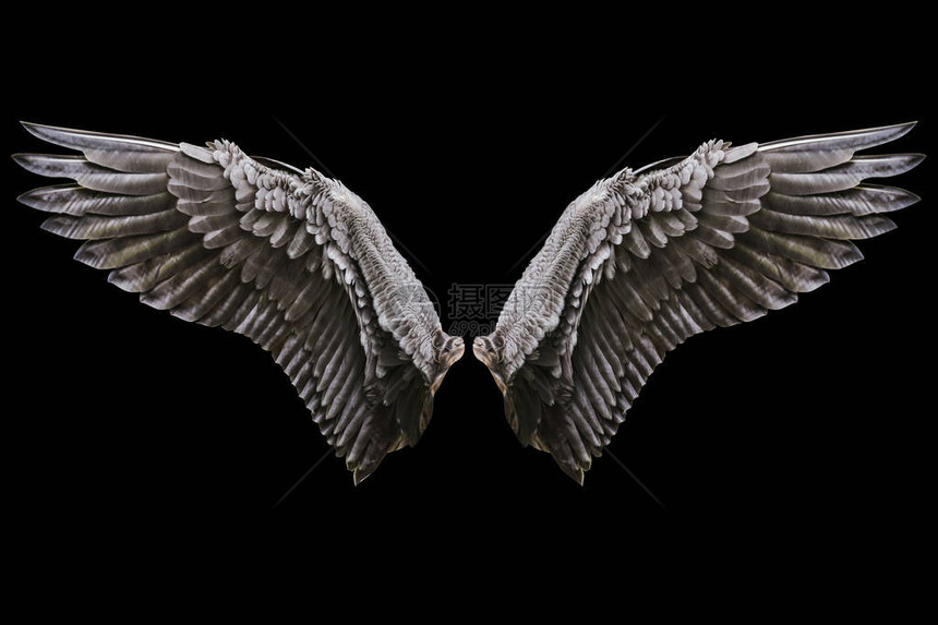 天使翅膀自然黑翼羽图片