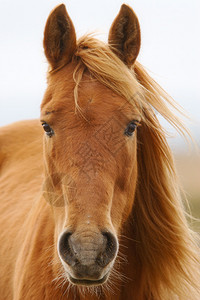 一匹自由的马照片高清图片