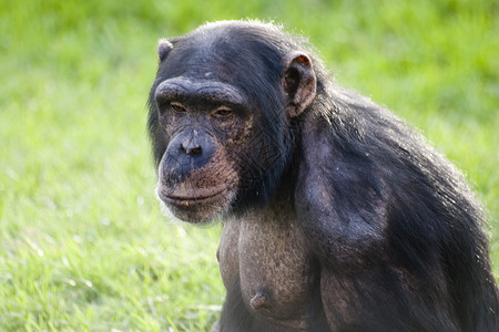 一只雌黑猩猩图片