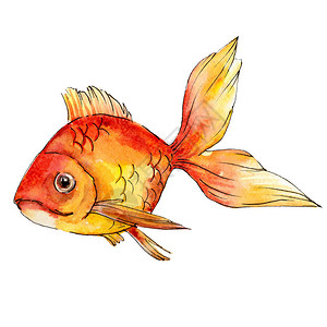 水色生彩色金鱼在白图示图片