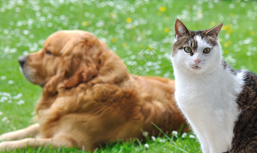 一只猫的眼睛在花园里金背景图片