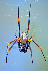 澳大利亚女巨型金兽织物蜘蛛在澳大图片