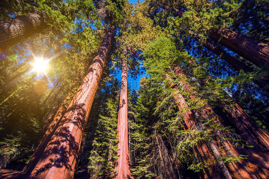 巨杉林美国加利福尼亚州内华达山脉的图片