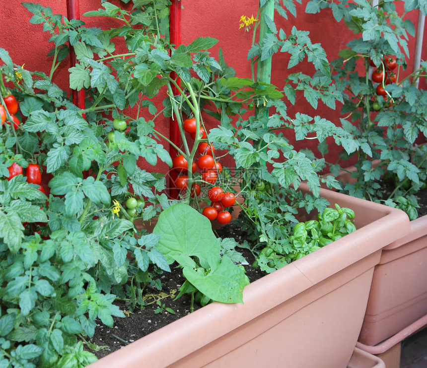 阳台种植的西红柿图片
