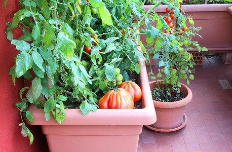 阳台种植的西红柿背景图片